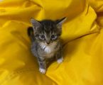 Маленькі, грайливі кошенята шукають люблячу сімʼю 5