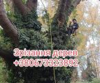 Зрізання дерев 1