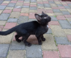 Віддам кошенят 2