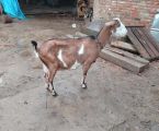 Коза 1