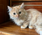 Віддам котят 1