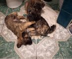 Віддам в добрі руки цуценят 1