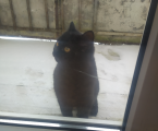 Віддам котика 1
