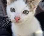 Віддам котика 1