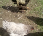 Інкубаційне яйце Брама 2