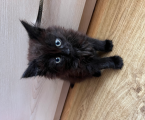 Віддам кошенят 3