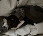 Віддам кошенят 1