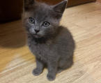 Віддам кошенят 2