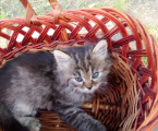 Віддам кошенят 1