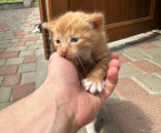 Віддам кошенят 2