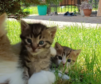 Віддам кошенят 2