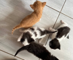 Віддам кошенят 1