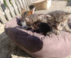 Віддам котика 1