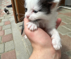Віддам кошенят 3