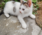 Віддам кошеня 1