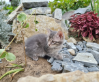 Віддам котика (дівчинка) 1
