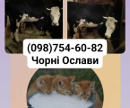 Корова 1