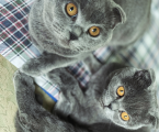 Віддам кошенят 1