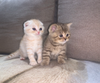 Шотландські котики 3