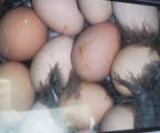 Яйця цісарок для інкубаці 1