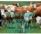 Заготівля СГ продукції 1