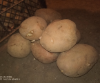 Велика домашня картопля 2