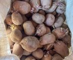Картопля насінна 1