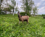 Коза (чеська) 3