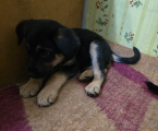 Відам в добрі руки 2