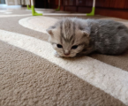 Котики Британські 2