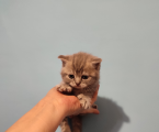 Кошенята шотладські 2