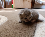 Котики Британські 4