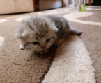 Котики Британські 3