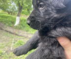 Цуценята німецької вівчарки 1