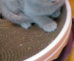 Котики 1