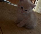 Віддам котиків 1