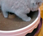 Котики 2