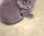 Котики 4