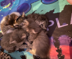 Віддам котиків 1