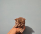Кошенята шотладські 1
