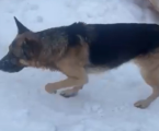 Відам в добрі руки 3