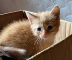 Віддам котиків 5