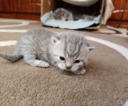 Котики Британські 1