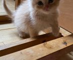 Віддам котиків 3