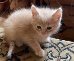 Віддам котиків 2