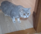 Котики Британські 6