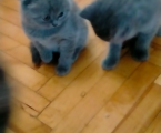 Котики 3