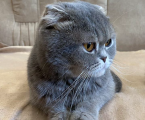 Котики Британські 5
