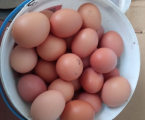 Курячі яйця 1