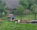 Відам Естонця в добрі рук 1
